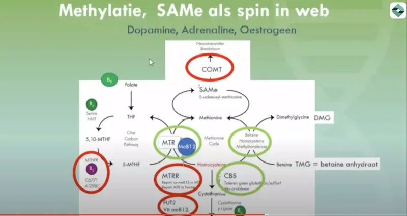 Methylatie: SAMe als spin in het web, met dopamine, adrenaline en oestrogeen