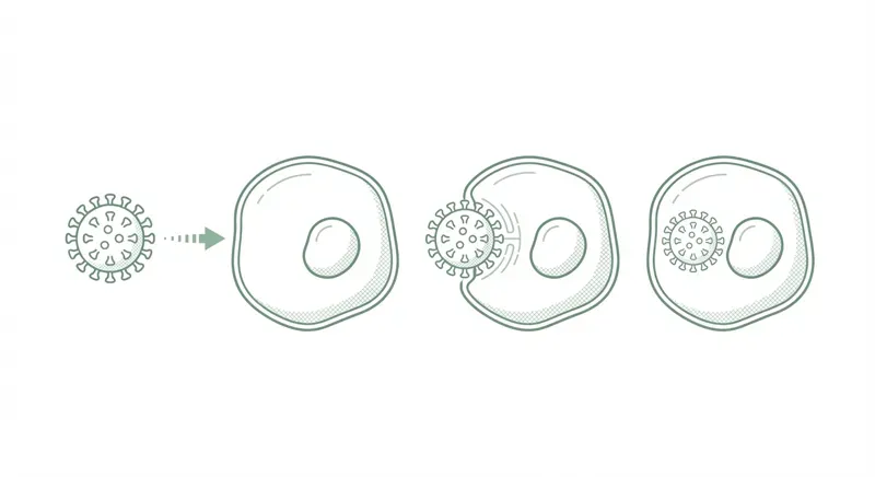 Hoe het HPV-virus een menselijke cel binnendringt en zich vermenigvuldigt