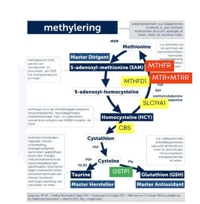 Schematische weergave van het methyleringsproces met MTHFR, CBS en glutathion