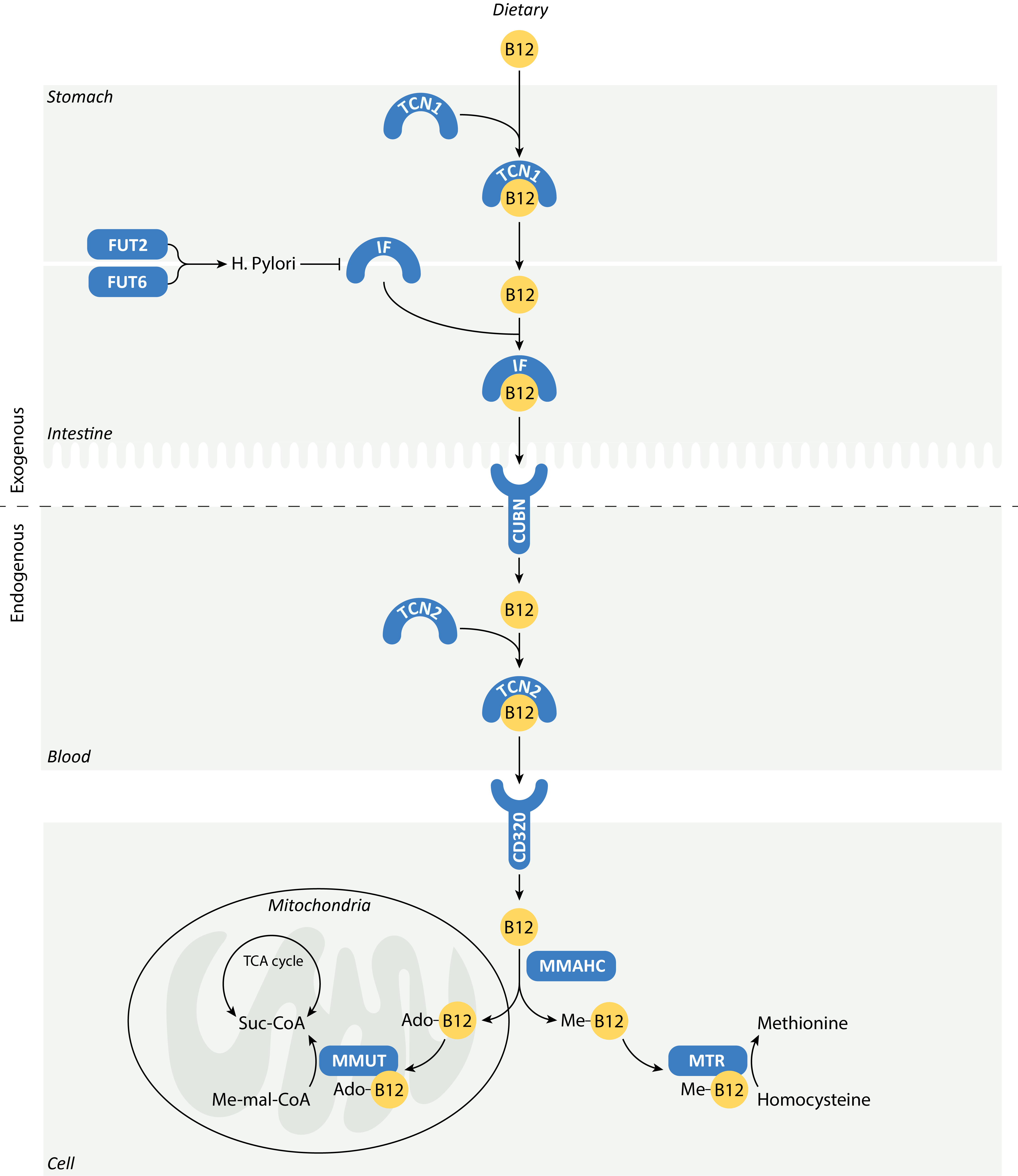 Schema van de route die vitamine B12 door het lichaam aflegt, van de maag tot de mitochondriën, met de betrokken genen.